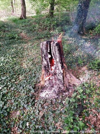 Brennender Baumstumpf