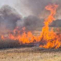 Mehrere Flächenbrände in Eggenstein-Lepoldshafen forderten Feuerwehr