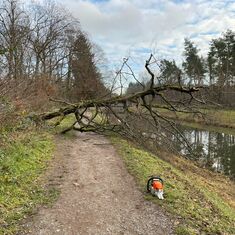Umgestürzter Baum über Weg am Pfinz-Entlastungs -Kanal