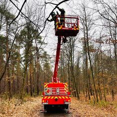Amtshilfe für den Forst im Hardtwald 