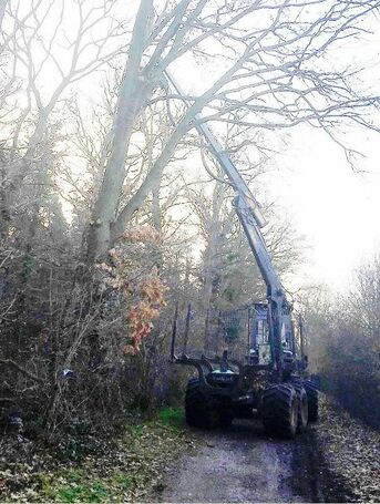 Vollernter kappt Bäume, welche für die Natur sehr wertvoll sind beim Waldweg N6 