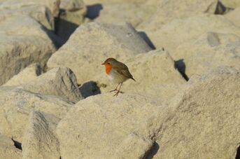 Für eine saubere Umwelt - Mitmachaktion engagierter Umweltfreunde bei Niedrigwasser, Foto Ralf Schreck