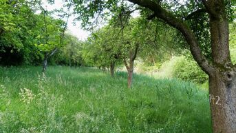Foto Streuobstwiese Im Wörth