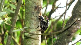 Foto Hirschkäfer am Streuobstbaum