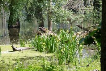 Foto Schilf mit Schwertlilien von ralf Schreck