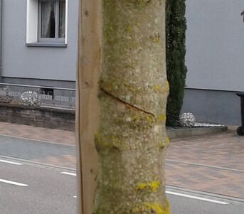 Mai 2018: Immer die 3 gleichen Bäume an der Hauptstraße werden angesägt. Der Baum kann sich davon nicht erholen.