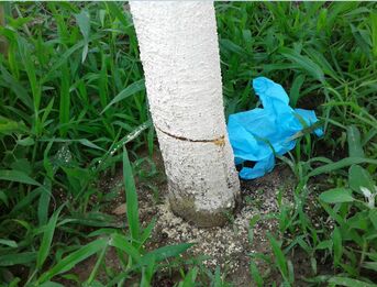 Juni 2018: In der Woche vom 12. Juni sind die 3 Bäume besonders gefährdet. Um den 12. Juni wurden die Bäume schon 3x malträtiert.