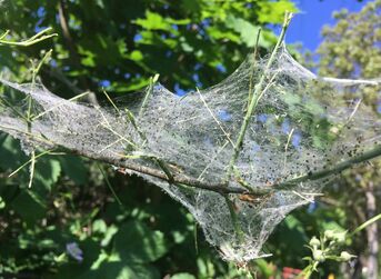 Gespinstmotten entlang des Pfinzentlastungskanals beim Bürgerpark fotografiert von Förster Booms