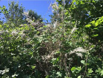 Pfaffenhütchen eingesponnen von den Gespinstmotten beim Bürgerpark fotografiert von Förster Booms