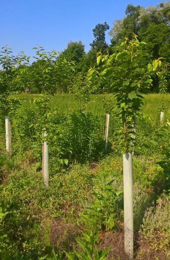 Die Vogelkirschen sind im Mai 2017 schon mannshoch. Sie sollen später die Zahl 1250 im Eichenwald erblühen lassen.  