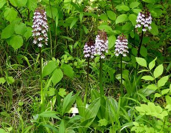 Foto Dr. Holger Selisky, hier Purpur- Knabenkraut (Orchis purpurea) Im Rheintal ist sie regelmäßig zu finden. Auch bei uns blühen prächtige Pflanzen. 
