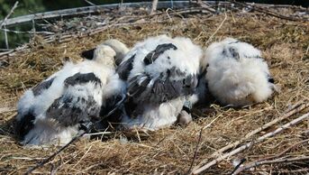 Das von Dieter Müllich initiierte Storchenprojekt in der Siemensstraße ist eine Erfolgsgeschichte