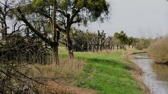 Auf dem Foto von Ralf Schreck sind einige Streuobstbäume ohne Krone zu sehen. Sie sind krank, bleiben aber stehen, weil sie Behausung für Käfer, Insekten, Vögel und andere Tiere sind. Es sind sogenannte Biotopbäume.