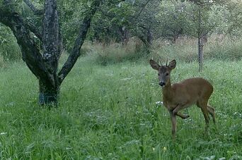 Jungbock, Foto Ralf Schreck, Film-AG