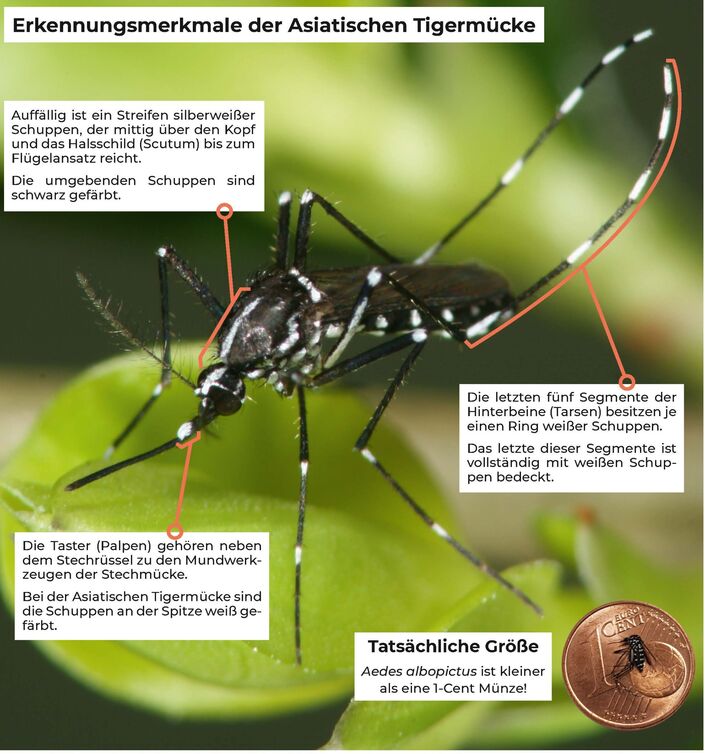 Merkmale der Asiatischen Tigermücke, Foto aus Infoblatt der KABS