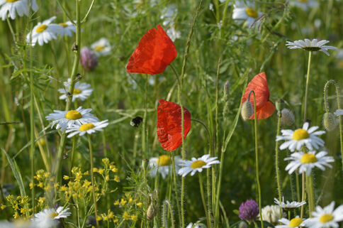 Bunte Blumenwiesen werden immer seltener