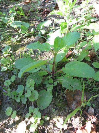 Wasser-Braunwurz - vom Aussterben bedroht
