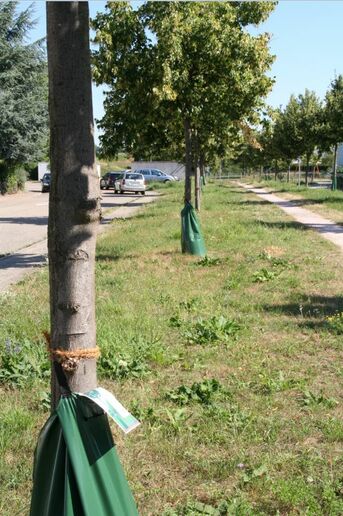 Wassersäcke an jungen Bäumen in der Lindenallee sollen über die Trockenheit hinweg helfen