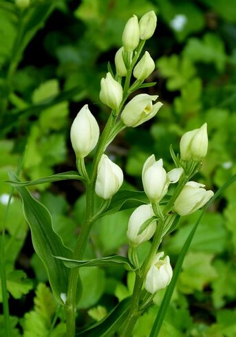 Foto Weißes Waldvögelein (Cephalanthera damasonium), von Dr. Selisky Im Schwarzwald und südlich von Karlsruhe bis zum Kaiserstuhl fehlt sie fast vollständig. Bei uns sind einzelne Vorkommen bekannt.