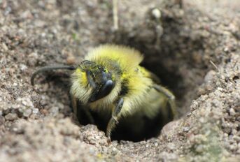 Wildbienen beim Dr.-Esser-Brunnen, Foto von Ralf Schreck