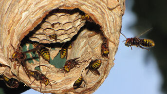 Hornissennest im Vogelkasten auf dem Friedhof Leopoldshafen (Foto von Ralf Schreck)
