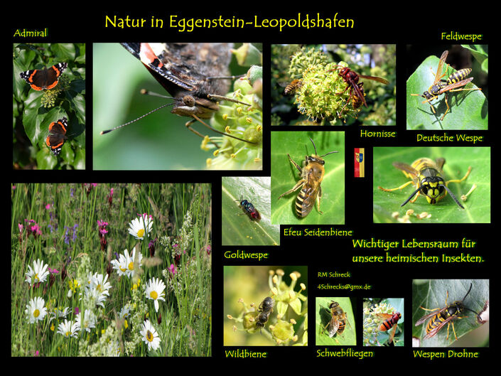 Collage von Ralf Schreck "Natur in Eggenstein-Leopoldshafen"