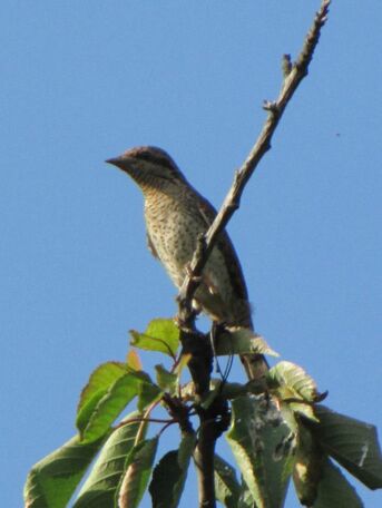 Der Wendehals gilt als Indikator für die Wertigkeit einer Streuobstwiese,  Hier auf einem Obstbaum in der Wiese am Fisperweg Eggenstein, Foto von Ralf Schreck
