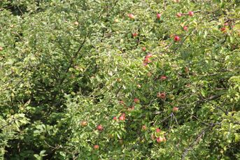 Foto Äpfel am Streuobstbaum