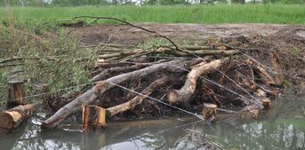 Wurzelfelder dienen als Hindernis, Unterschlupf und Laichplätze