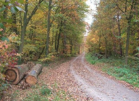 Allgemeines zum Wald 