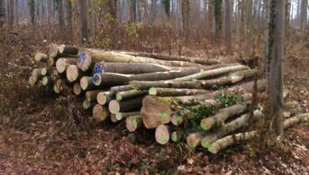 Brennholz-lang Polter - bereit zum Kleinsägen