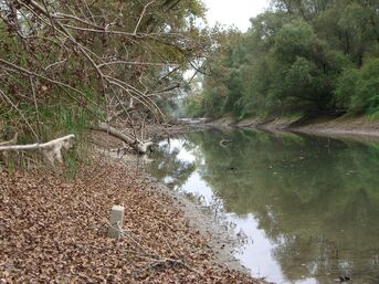 Hafenmündung beim 3 m Wasserstand Pegel Maxau