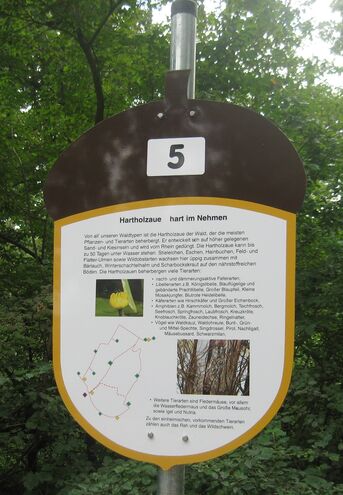 Schild 5 des Auenpfades Hartholzaue