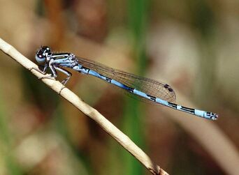 Die Helm-Azurjungfer ist leicht mit häufigeren, sehr ähnlichen blau-schwarz gemusterten Azurjungfer-Arten wie der Hufeisen-Azurjungfer zu verwechseln. Ein gut sichtbares Unterscheidungsmerkmal ist die (Merkur-) Helm-Zeichnung auf dem Hinterleib hinter den Flügeln. 