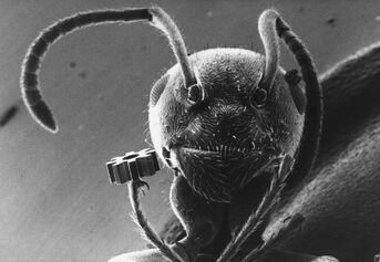 Gestatten, Henry, die wohl berühmteste Ameise der Welt - dank dem Institut für Mikrostrukturtechnik des damaligen Forschungszentrums, heute KIT. Foto von Gerhard Schüler aus Leopoldshafen.