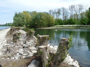 Belle - Idylle in den Rheinauen 2019 von Alexander Werner
