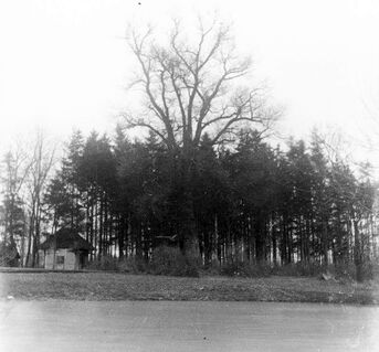 Foto 1920 Gemeindearchiv Jüngst wiederentdeckt wurde ein Foto von der „Belle“ mit Hütte und noch stehender Pappel. Zwei Jahre später fällten Sturm und Blitz das legendäre Wahrzeichen des Ortes. 
